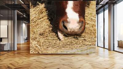 brown white cow eats hay Wall mural