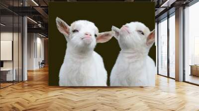 two cute white goat kids Wall mural