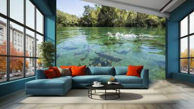 Big fishes in cristal clear water river Wall mural