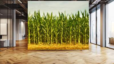 cornfield Wall mural