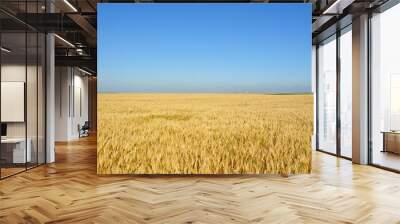 Gold wheat field Wall mural