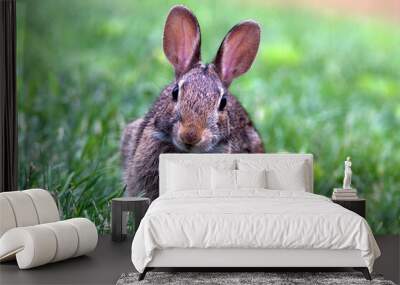 rabbit in the grass Wall mural