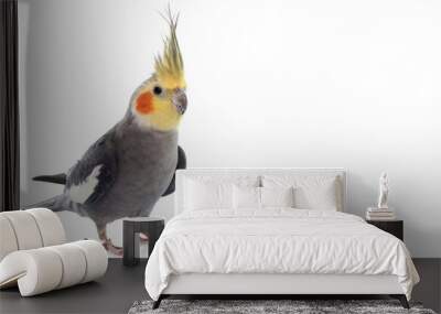 Closeup of grey Cockatiel standing on white copy-space background. Wall mural