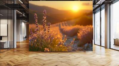 lavender flowers field sun setting background unwind golden sunset sky natural shaders good morning light space landscaping calming Wall mural