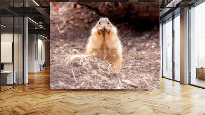 prairie dog eating cute  Wall mural