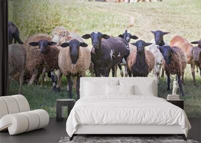 Flock of sheep on pasture. Countryside of Brazil Wall mural