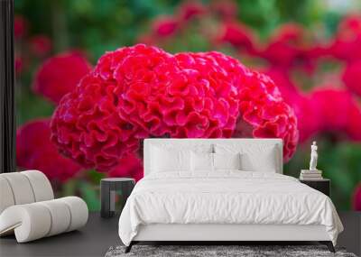 Plumed cockscomb blossom or Celosia argentea in beautiful garden Wall mural