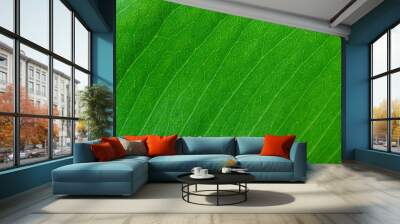 texture of leaf for background Wall mural