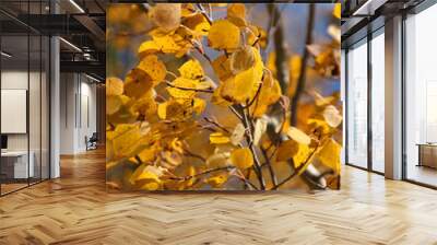 Autumn, golden aspens Wall mural