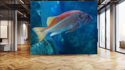 Rockfish swimming in huge tank Wall mural