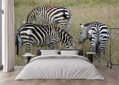 Three zebras grazing on dry grass african savanna Wall mural