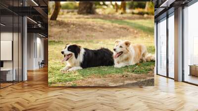 Pair of adorable dogs laying on a field Wall mural