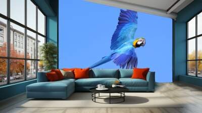 Blue-and-yellow macaw Wall mural