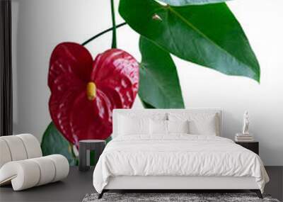 Red anthurium flower with leaves on white background. Anthurium. Wall mural