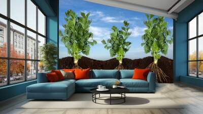 fresh ribbed celery growing Wall mural