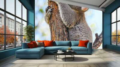 Australian koala (Phascolarctos cinereus) is a species of mammal, an arboreal herbivore. The animal sits on a tree among branches and green leaves. Wall mural