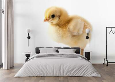 Close up photograph of a full body chick isolated on a solid white background	 Wall mural