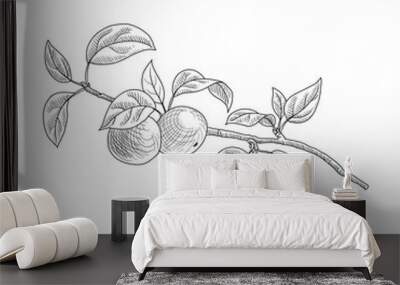 vector drawing branch of apple tree with leaves and fruits, hand drawn vintage illustration Wall mural