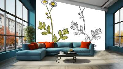 vector drawing feverfew, Tanacetum parthenium, , hand drawn illustration of medicinal plant Wall mural