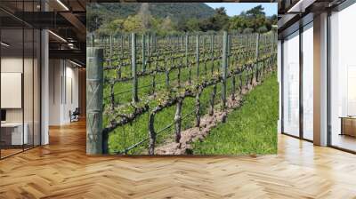 California Vineyard background, wine country in springtime green hills  Wall mural