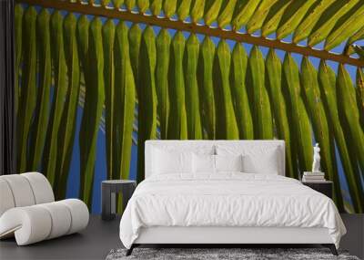 Palm tree frond leaf closeup texture background Wall mural