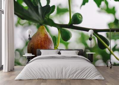 Organically Grown Backyard Eco Figs Wall mural