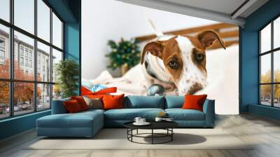 Funny Jack Russell Terrier wearing festive sweater, sniffs christmas gift in decorated Christmas room. Pets in xmas and new year. Wintertime mood. Wall mural