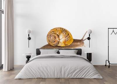 Brown snail on white background Wall mural