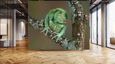 Frog Dog Wall mural