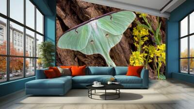 luna moth on tree 2 Wall mural