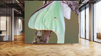 Luna Moth Wall mural