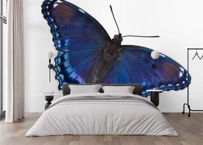 Red-spotted purple butterfly on white Wall mural