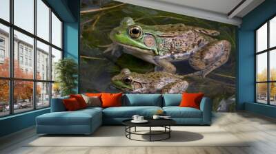 Two bull frogs Wall mural