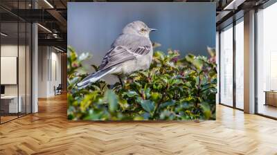 Mockingbird 2 Wall mural