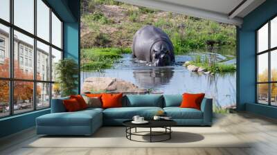 Hippopotamus Wall mural