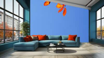 red autumn leaves on blue sky Wall mural