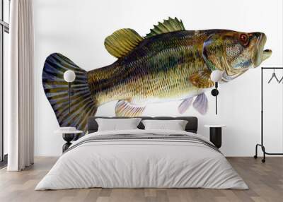 Redeye Bass Tail - The Redeye is species of freshwater bass fish found in lakes, rivers and streams of Georgia and Alabama, USA. Wall mural