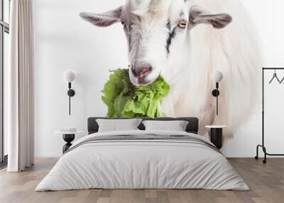 White goat chews cabbage on a white background close-up, useful pet, ai generative Wall mural