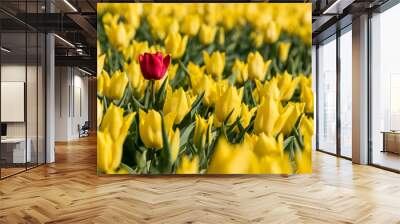 A single red tulip in a field full of yellow tulips Wall mural