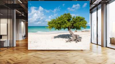 The iconic divi divi tree on the white sand of Eagle Beach at the Caribbean island Aruba.  Wall mural