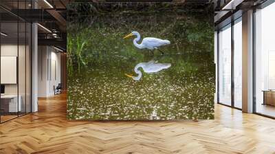 A Great White Egret in Frontera Audubon Society, Texas Wall mural