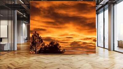 Burning Sunset With Silhouette Pine Trees Wall mural