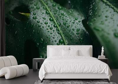 Close up water drops on monstera leaves in dark background Wall mural