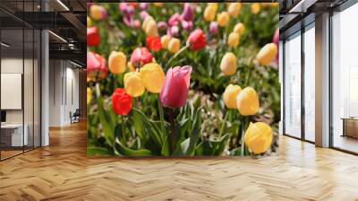 Colorful tulips in full bloom in springtime. Wall mural