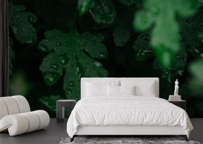 dew drops on green leaves Wall mural