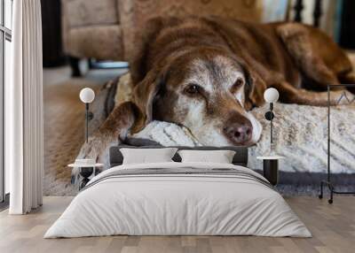 Old dog comfortable on dog bed Wall mural