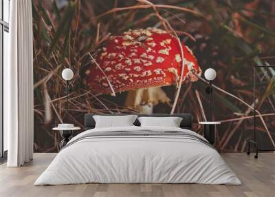 Poisonous mushroom red an white (Amanita muscaria) in the pine f Wall mural