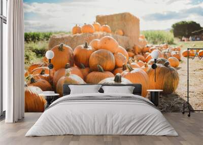 Pumpkins on a farm ready to pick Wall mural