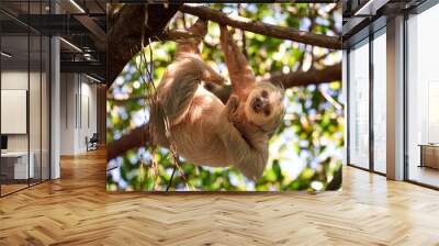 two toed sloth hangning from a tree in rainforest of costa rica. Wall mural