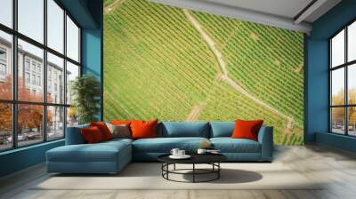 vineyard lines from overhead view Wall mural